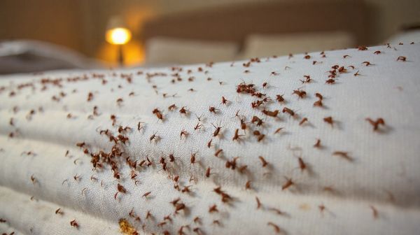 Réagir rapidement face à une infestation de punaises de lit