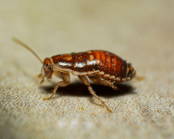 Réagir rapidement face à une infestation de punaises de lit
